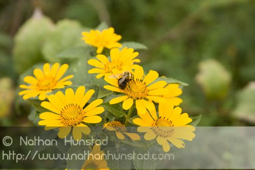 Flower_2008-09-27_IMG_2152